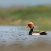 Zrzohlavka rudozoba - Netta rufina - Red-crested Pochard 7100